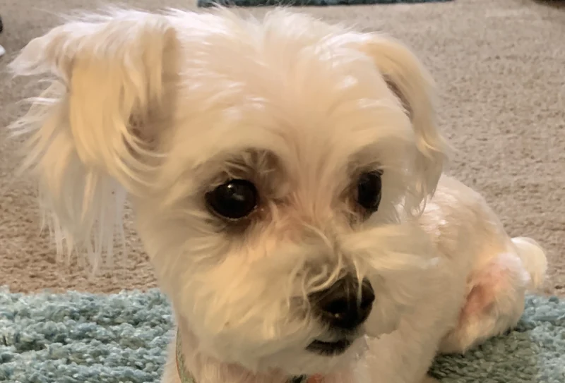 Yuki, the first of our three blossoms